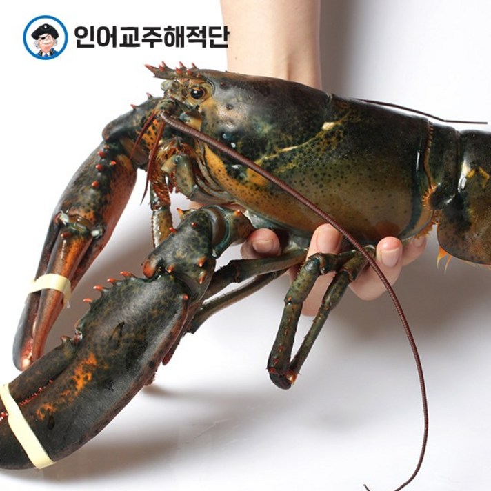 인어교주해적단 다양한 크기 활 랍스터 500g 600g 700g, 1개