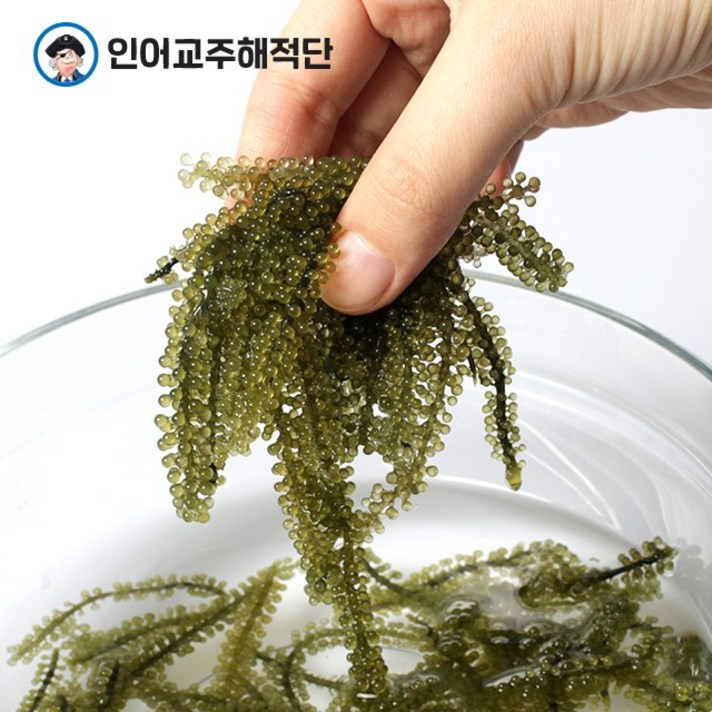 인어교주해적단 바다포도 200g, 1개