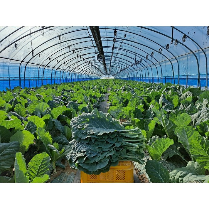 [산지직송] 유기농 케일 1kg 2kg 3kg 4kg