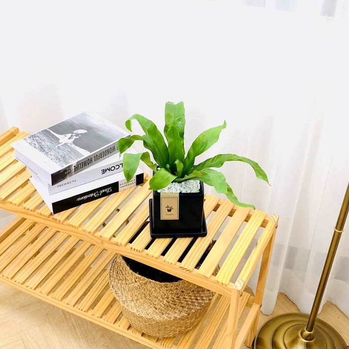 앙플랜트 화이트 블랙 모던화분 공기정화식물set, 아비스소품/블랙모던화분set