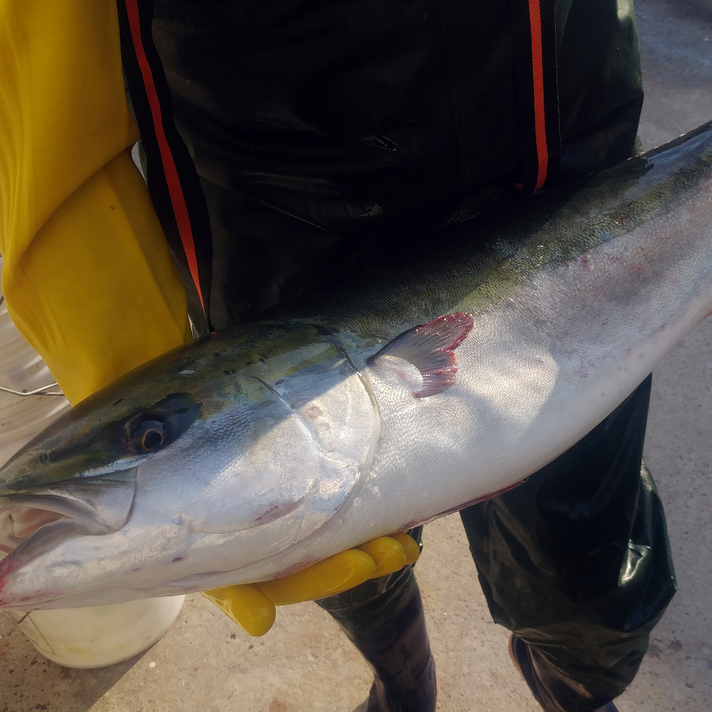 신선도 최상급 동해 자연산 대방어 3~11kg급 1마리, 대방어 7~8kg급 1미