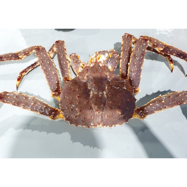 러시아 레드 킹크랩 2.5kg, 단일상품