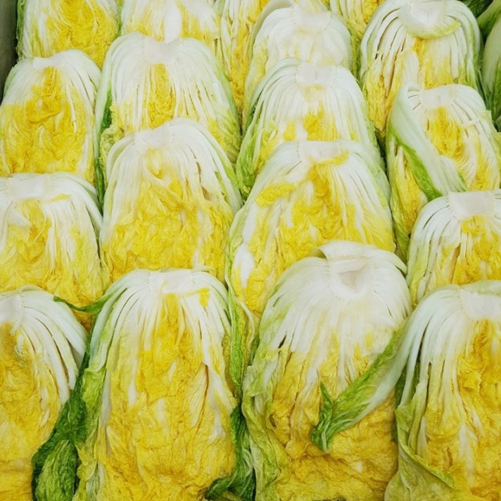 강원도 황둔 고랭지에서 농부가 직접 재배한 김장용 절임배추 10/20kg, 10kg, 12월 08일 출발 9일 도착