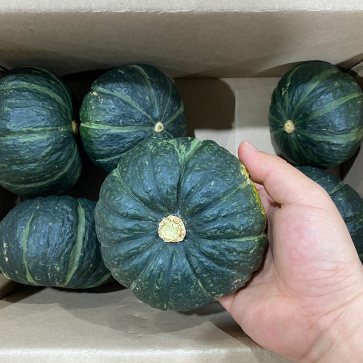 갓 수확한 달달 포슬포슬 미니단호박 미니밤호박 보우짱 3kg(7-11개내외) 1박스, 3kg(7~11수)
