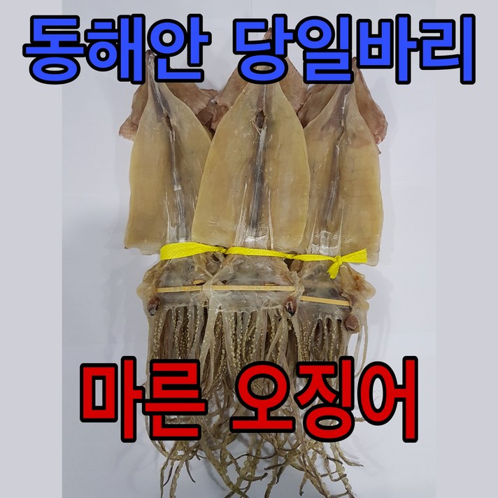 유성 일등 당일바리 마른 오징어, 10마리, 50