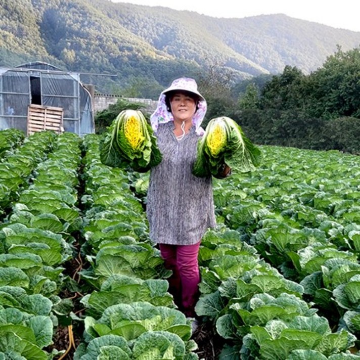 강원도 영월 절임배추 20kg, 11월 14일 (토) 도착