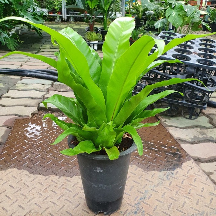 35~50cm 79 아비스 중대품 공기정화식물