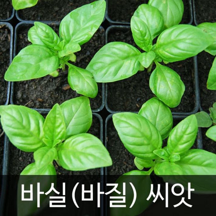 바실씨앗 바질씨앗 허브 씨앗 basil seed 300알