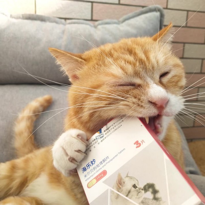 댕냥샵 반려동물 구충제 627472496287, 기본