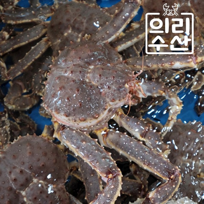 의리수산 활 러시아킹크랩 자숙킹크랩, 1마리, 꼬물이킹크랩 3kg내외(자숙배송)