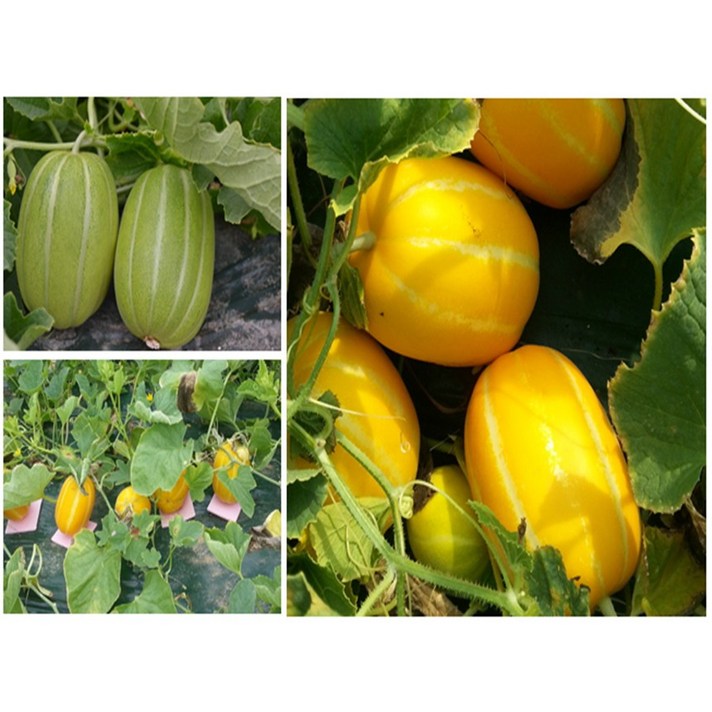 이웃사촌 성주 참외 아삭 달달 맛 좋은 제철과일, 성주참외 3kg 대과 6-8과