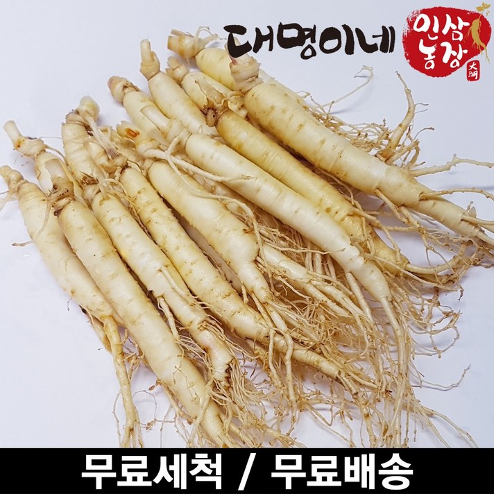 금산인삼 오쿠용 1회분 세척 인삼 수삼 난발 원삼(250g), 1개, 원삼 10~13편(250g)