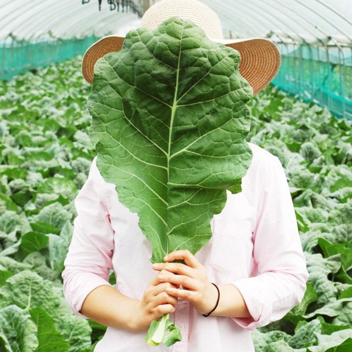 FRESH 새벽에 수확한 유기농 무농약 케일 신선초 샐러리, 1박스, 유기농케일 1kg