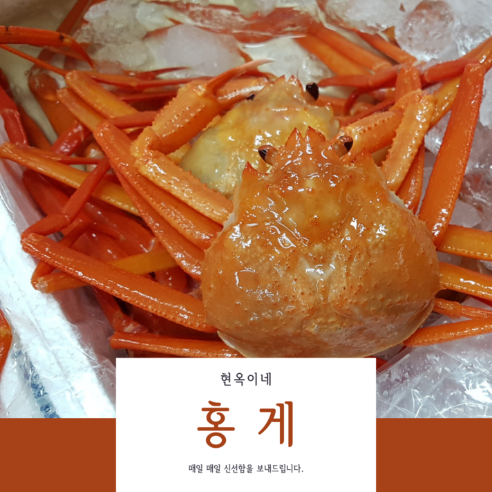 현옥이네 홍게, 라면용 연지 홍게 3kg(11마리내외 찜★)