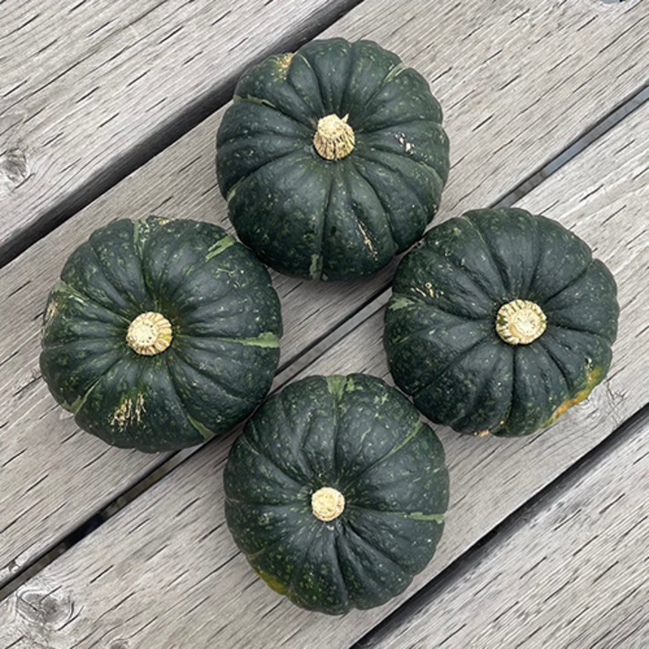 청정 제주 미니 밤호박 미니 단호박 보우짱, 2kg(특품)
