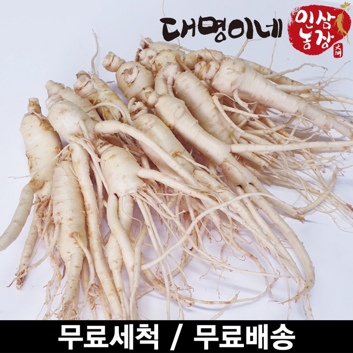 금산인삼 오쿠용 1회분 세척 인삼 수삼 난발 원삼(250g), 1개, 난발 13편내외(250g)