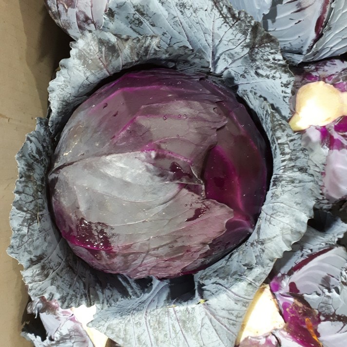 새벽들 적양배추(국산), 1box, 1통
