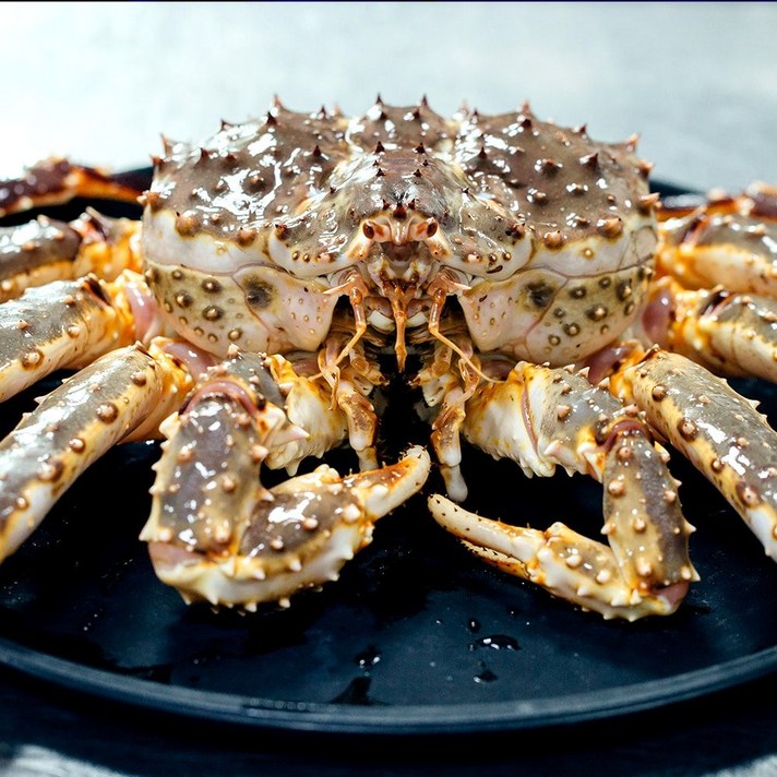 러시아 활 킹크랩 2kg 3kg, 슈퍼마리오 러시아 킹크랩 2kg