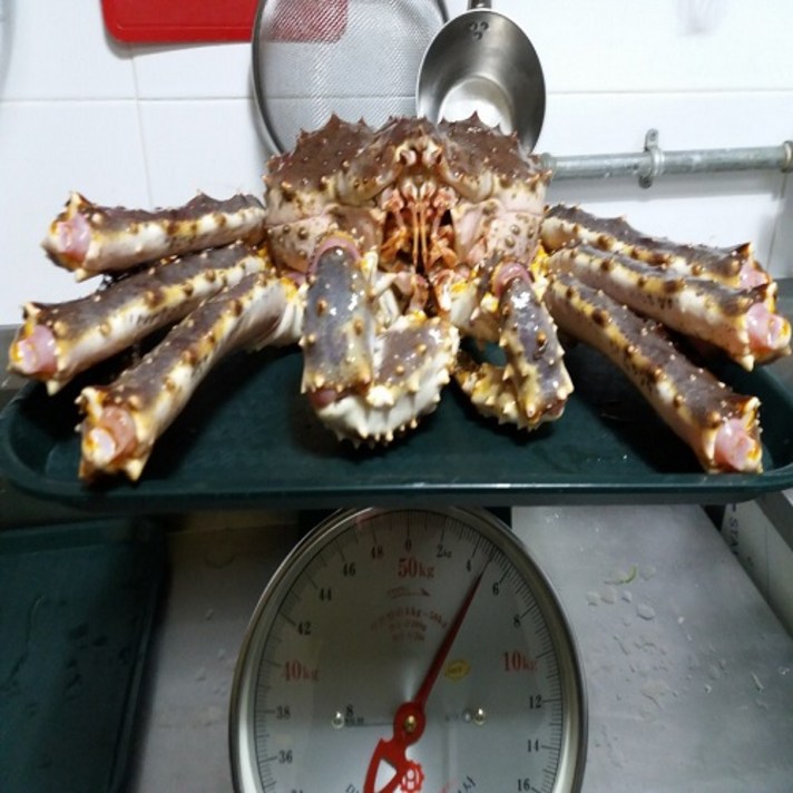 <동해직송> 러샤대게수산 프리미엄 킹크랩 3kg 이상급 찜상품(당일배송), 1box, 킹크랩 3kg 1마리”></div>
<div class=