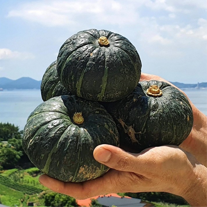 고당도 햇 남해 미니밤호박 보우짱 2kg 4kg, 중 4kg(12-16과내외)