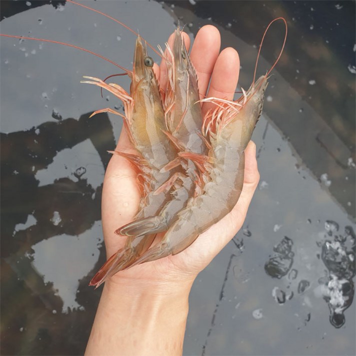 당일조업 국내산 신안 새우 생새우 왕새우 활새우 대하 새우회 1kg, 국내산 생새우: 1kg 33미 ~ 38미 내외(대)