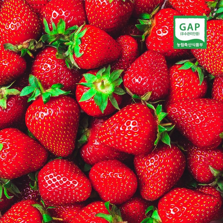 GAP인증 논산 딸기 생딸기 설향 산지직송 당일수확 1kg (우체국안전배송), 설향 1kg 상(16g이상)
