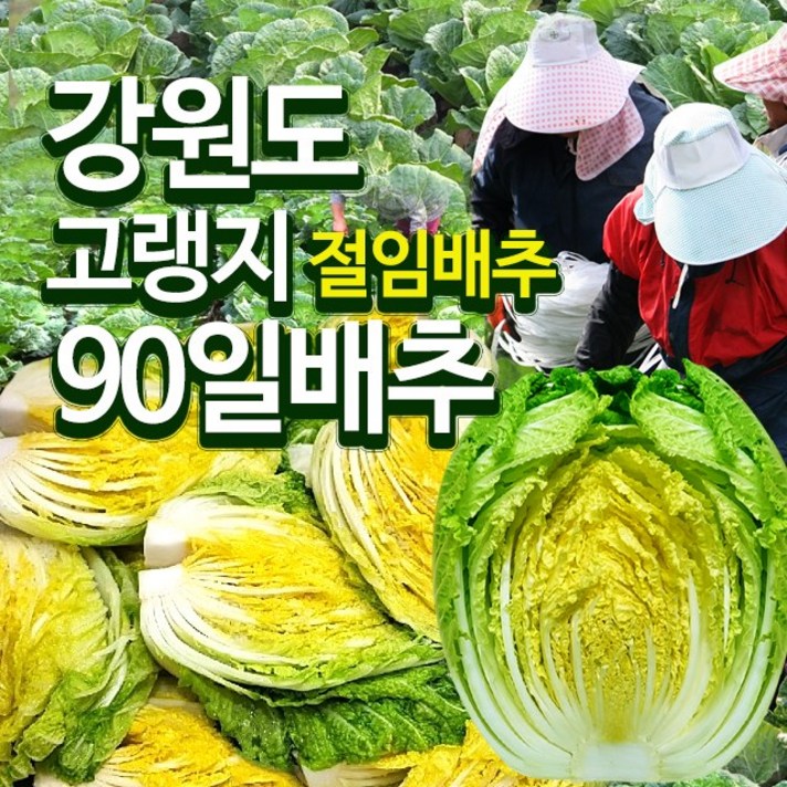 [고랭지절임배추] 강원도 고랭지 절임배추 20kg 최고품종 김장배추 도착일선택 예), 12월 17일 (목) 도착