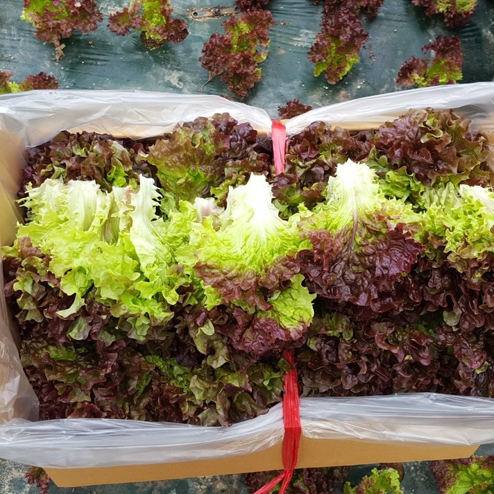 안산팜 신선하고 아삭아삭 상추 [GAP인증], 1팩, 빨간상추 1kg