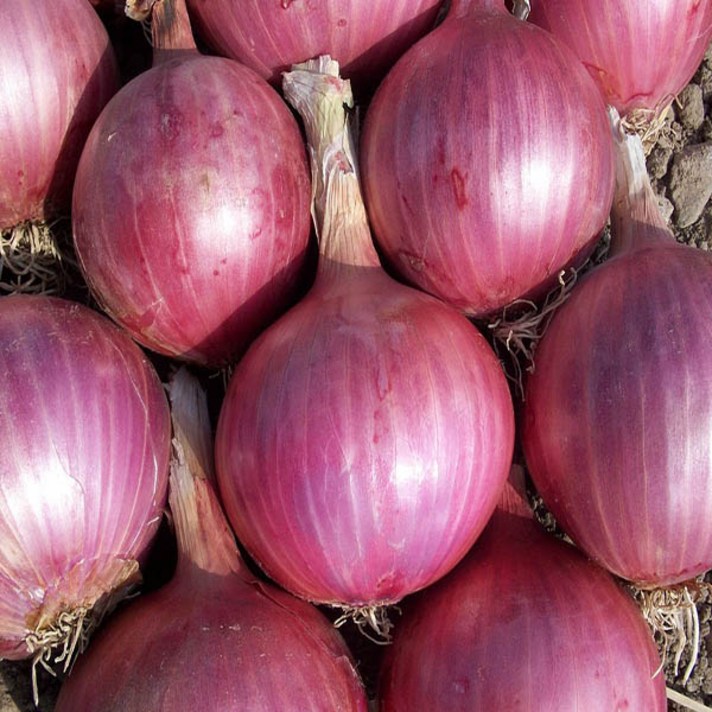 [맘스허브] 적양파1kg 국내산, 1팩, 1kg