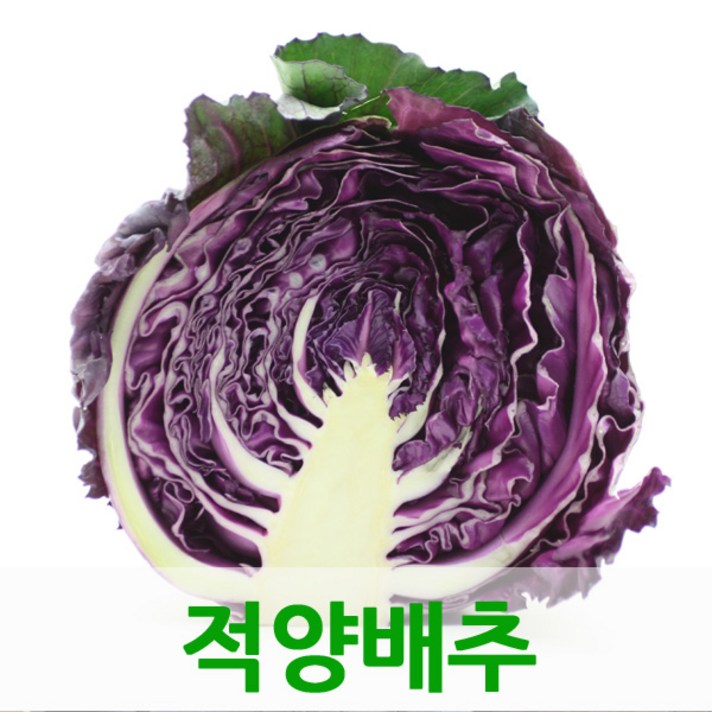 적채1kg내외 1통 적양배추 싱싱지오