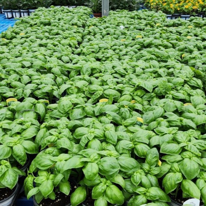 스위트바질 소품 3개 묶음발송 바질화분 플랜츠영