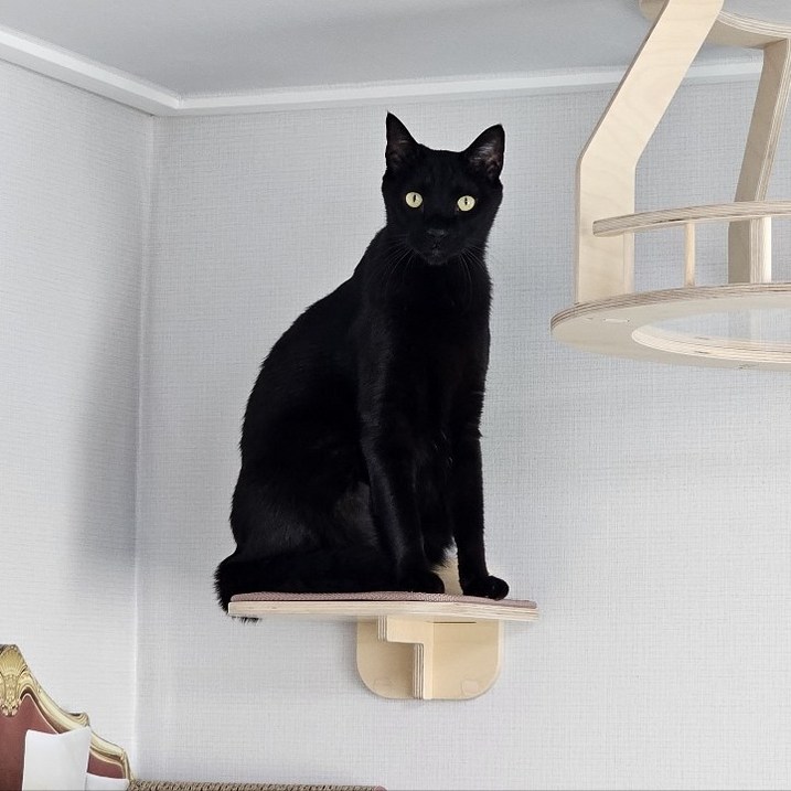 고양이 벽 사각 캣워커 와이드 - 원목 고양이 캣타워  폴 선반 구름다리 놀이터