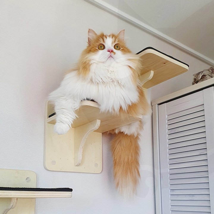 고양이벽선반 벽 캣워커 - 고양이 구름다리 투명 원목 놀이터 선반 캣워커 캣타워 캣폴 방인테리어