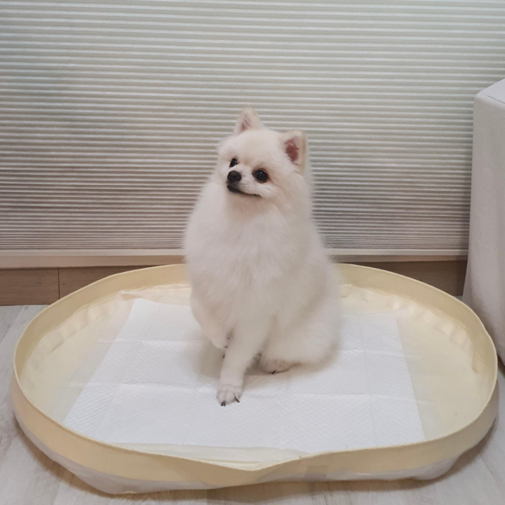 피피 강아지 애견 수컷 배변판 배변매트 방수 화장실, 1개