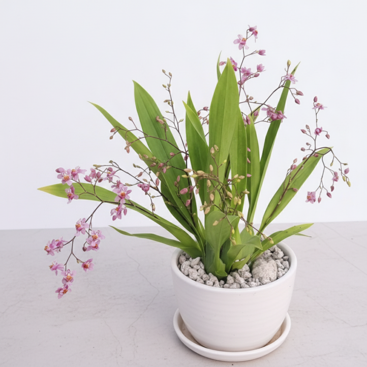 풀멍상점 환타지아 핑크 호접난  난초과 서양란 실내외 관상 선물용.개업 축하용  선별발송  방수라벨 이름표농장직배, 1개