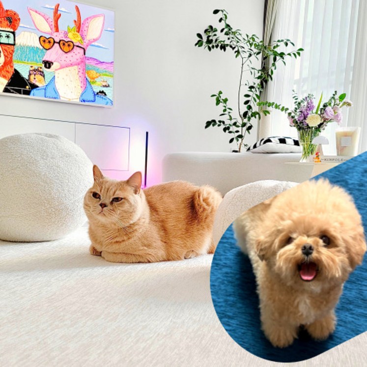 테일룸 100생활방수 러그 댕냥이 더이상 혼내지 마세요 강아지 고양이 펫테리어, 크림아이보리